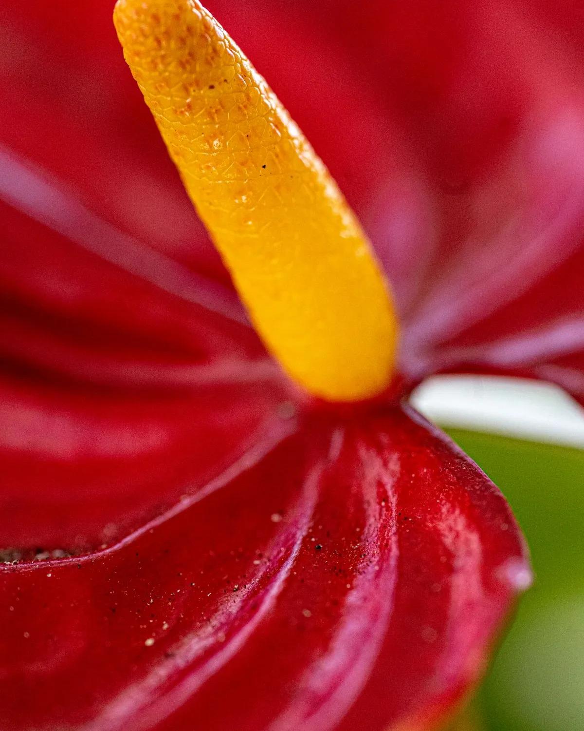 Ruby Red Anthuriums