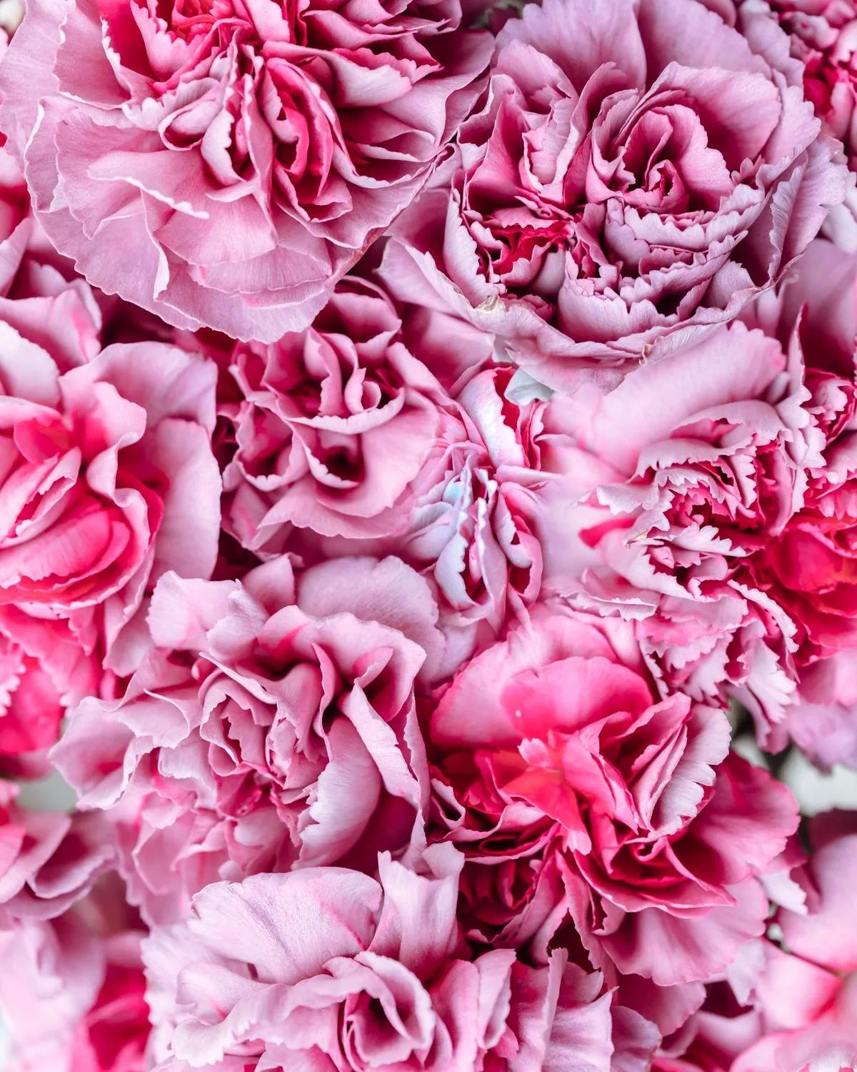Hot Pink Carnations