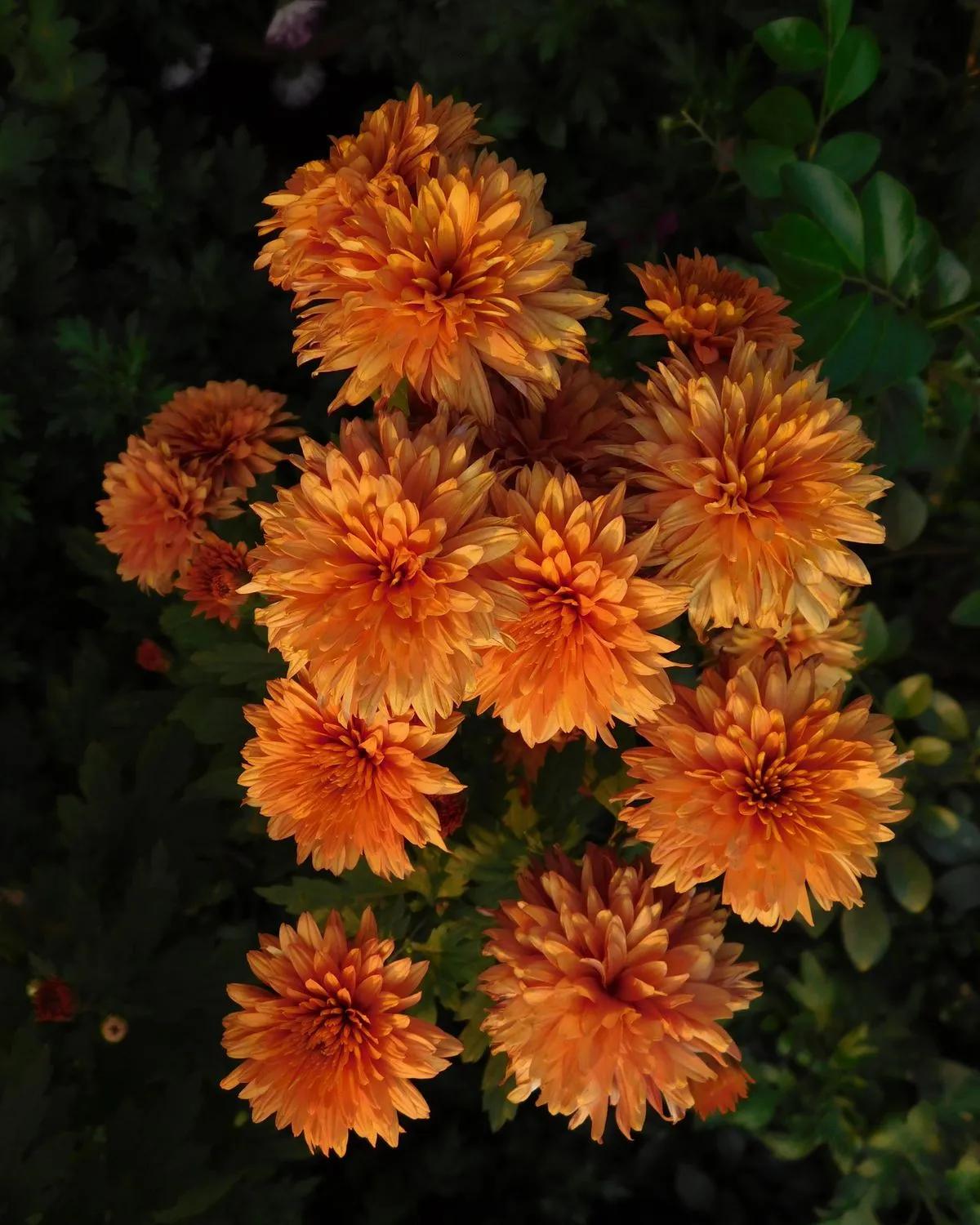 Orange Santini Chrysanthemum