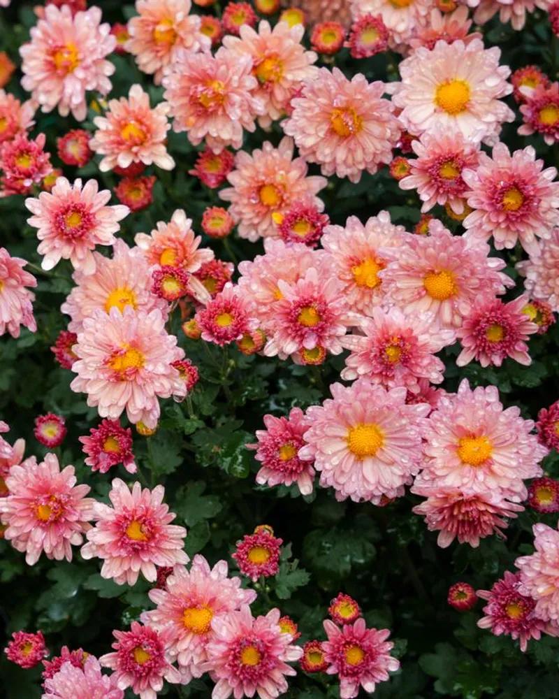 Blush Pink Disbud Chrysanthemums