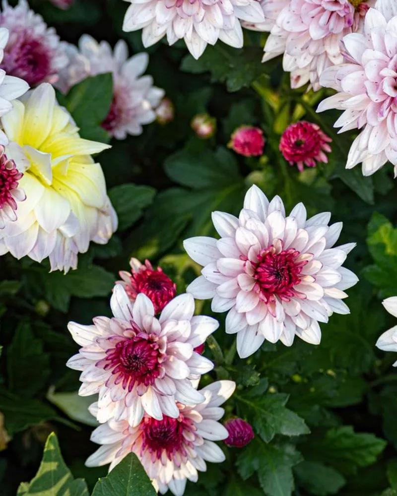 Pink and White Santini Chrysanthemum