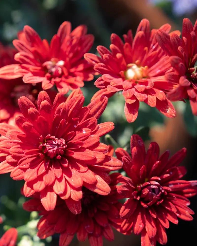 Red Santini Chrysanthemum