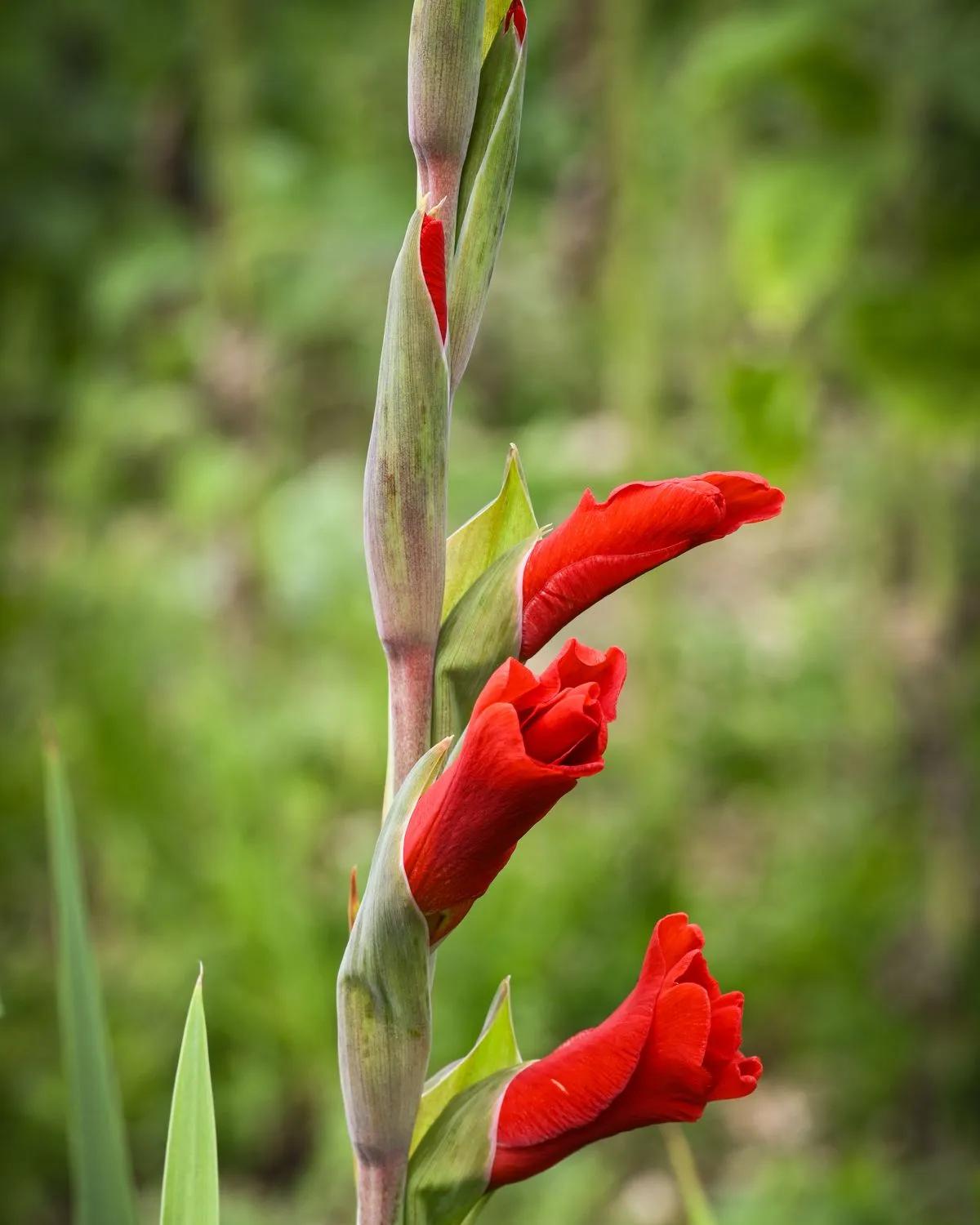 Ruby Red Gladioli