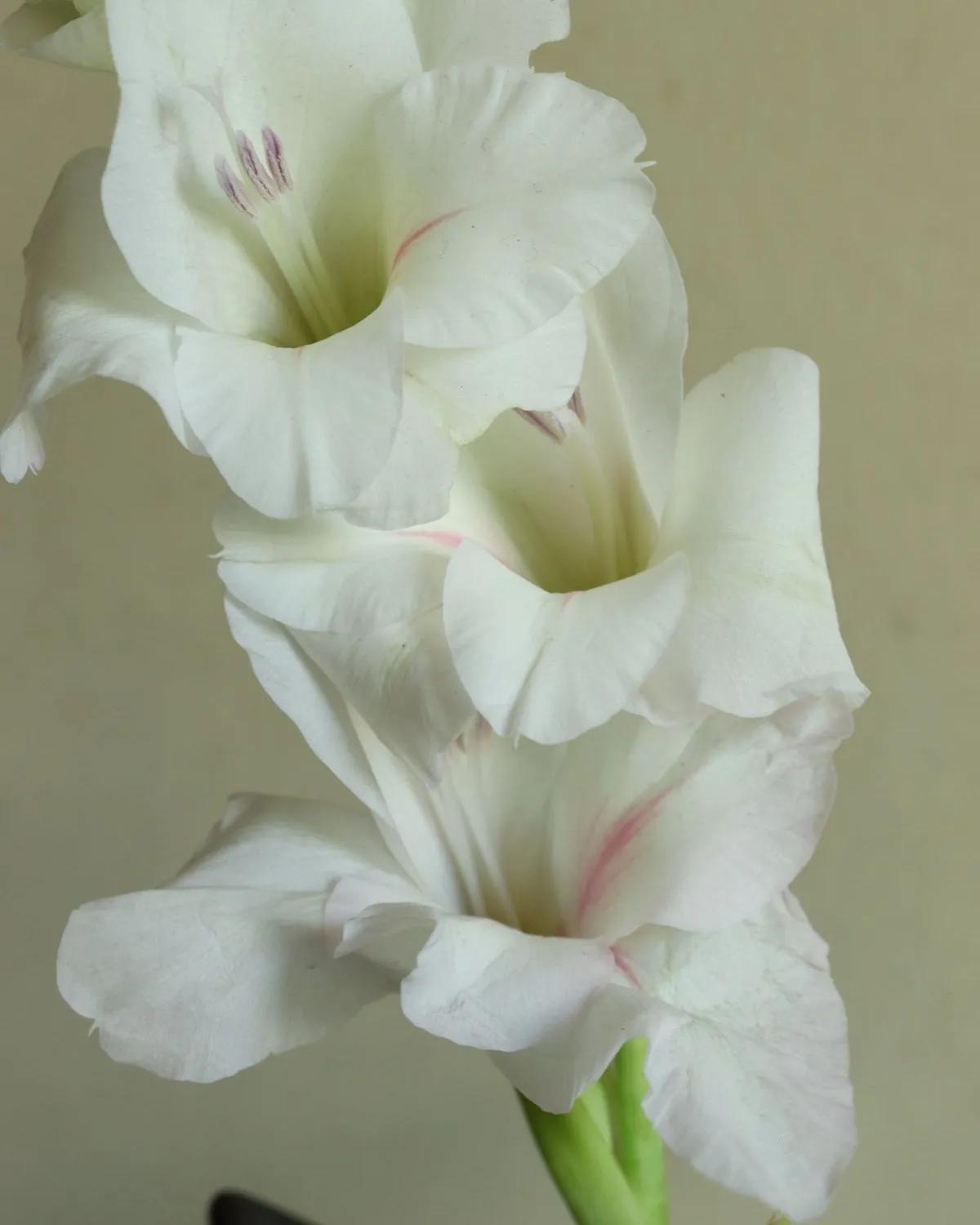 Pearl White Gladioli