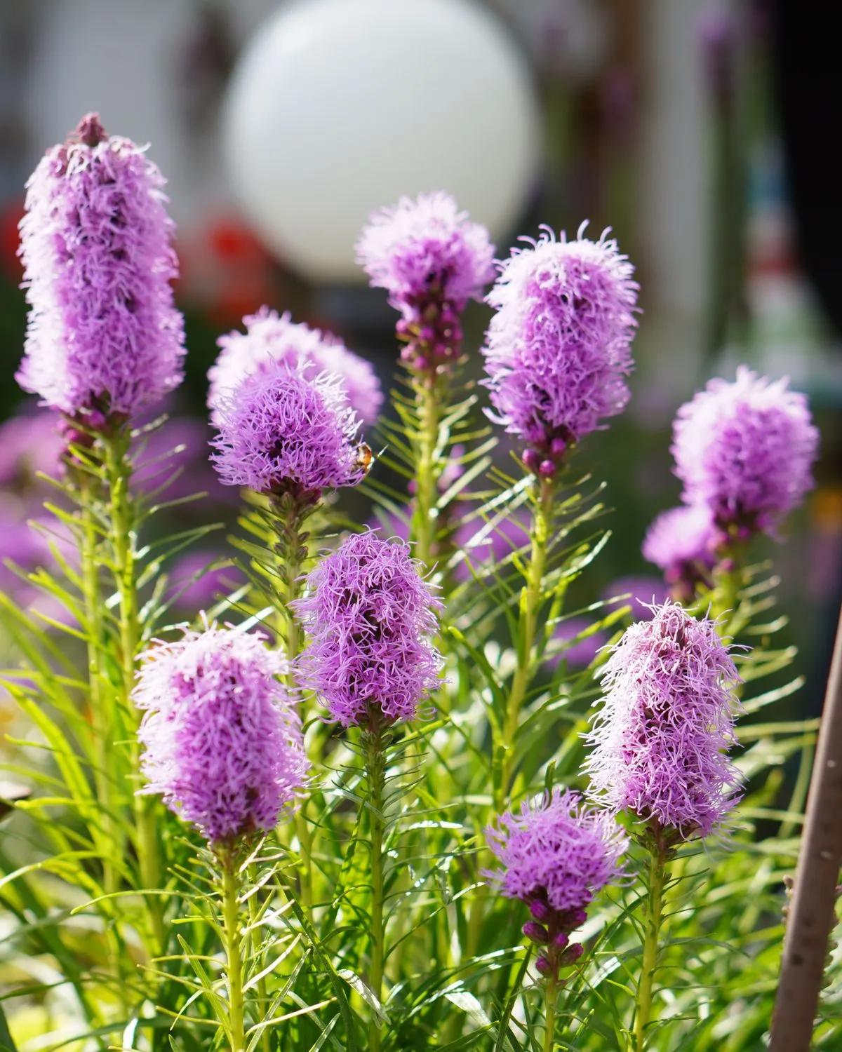 Liatris