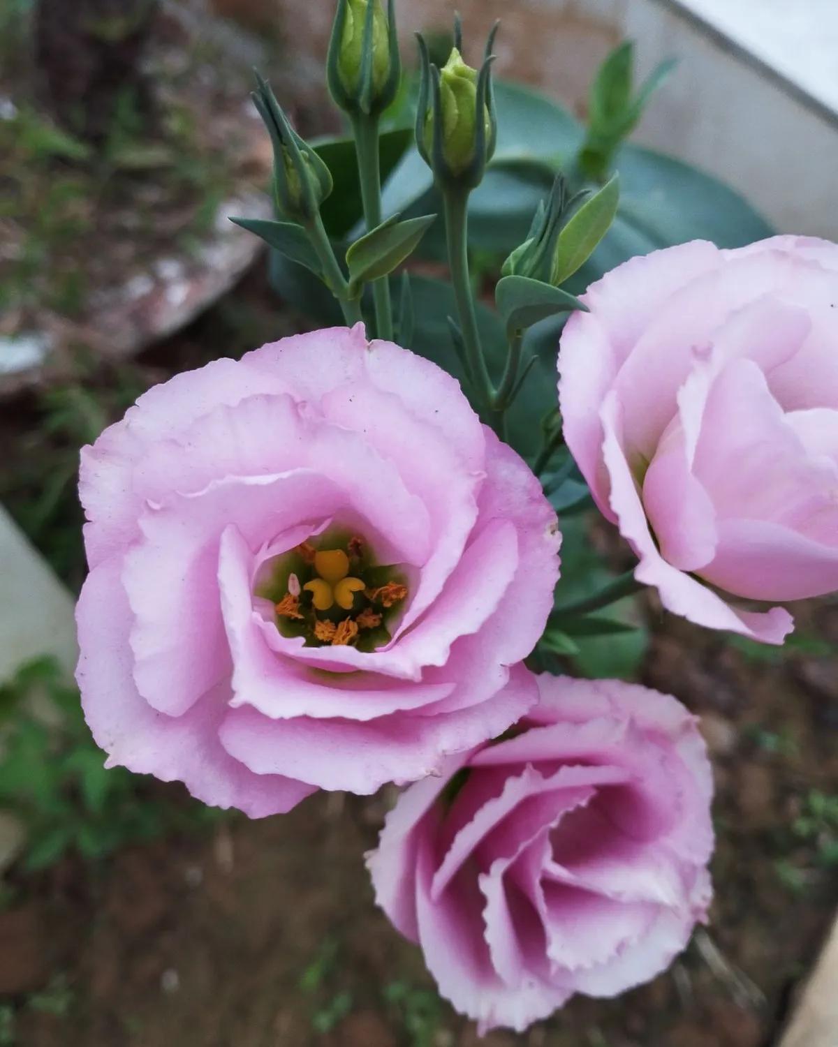 Blush Pink Lisianthus