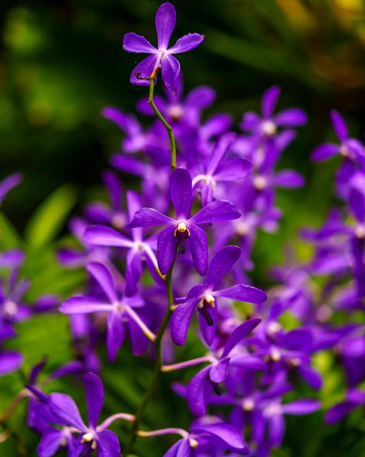Royal Purple Mokara Orchids