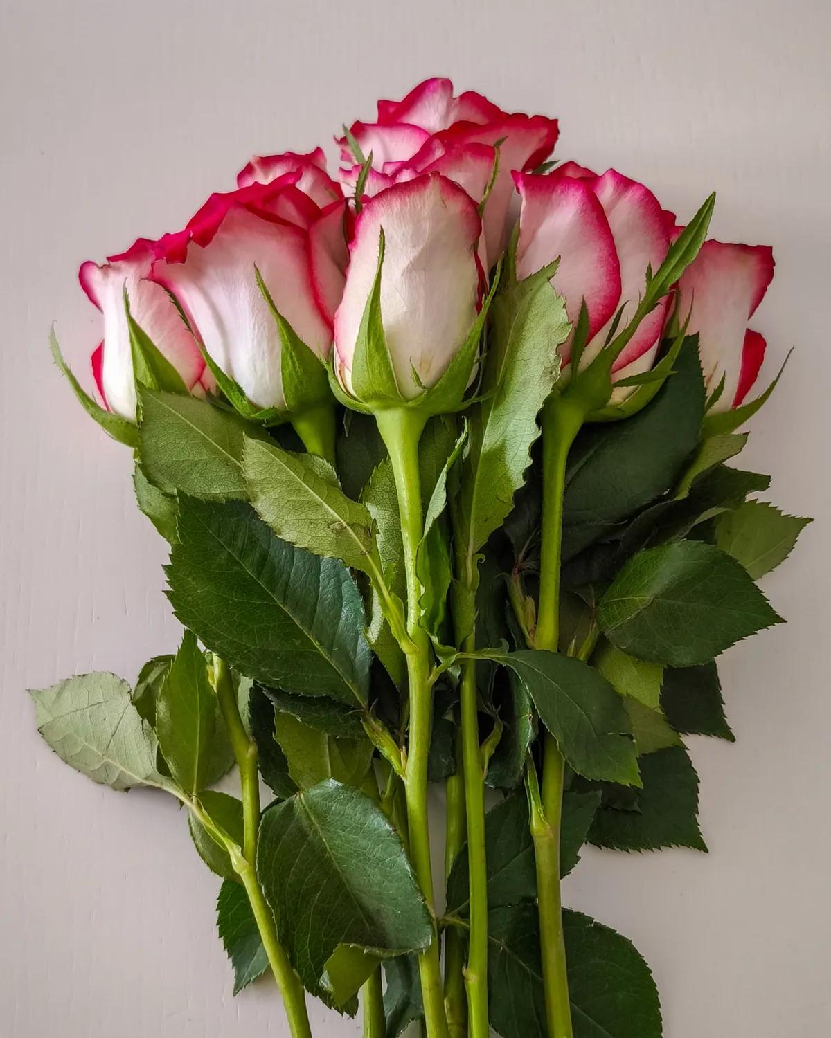 Jumilla Roses