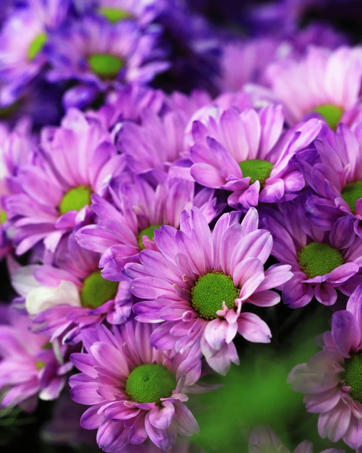 Purple Santini Chrysanthemum