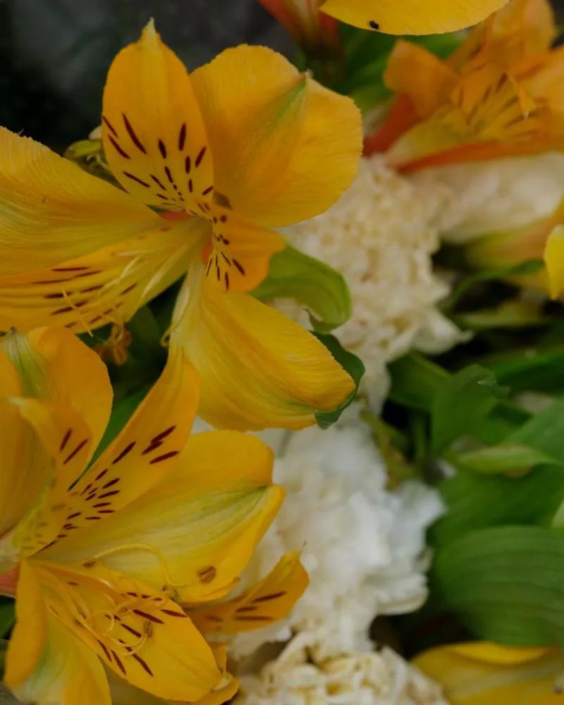 Blazing Yellow Alstroemeria
