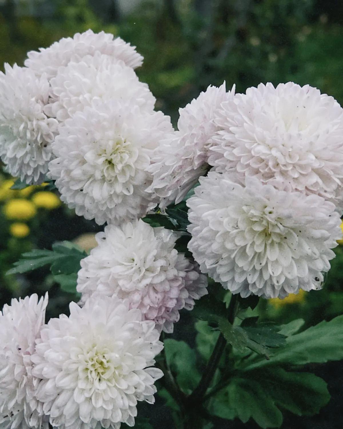 White Santini Chrysanthemum